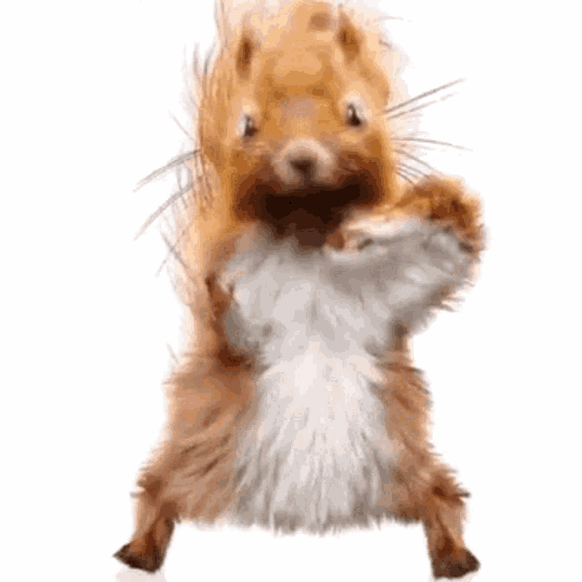 squirrel-dancing-squirrel